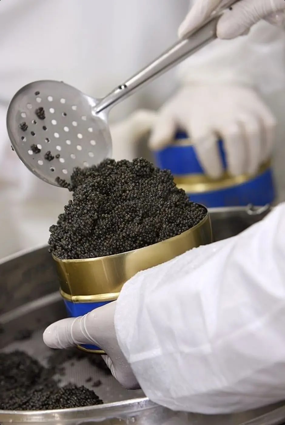 Specialist gently handling fresh caviar during selection