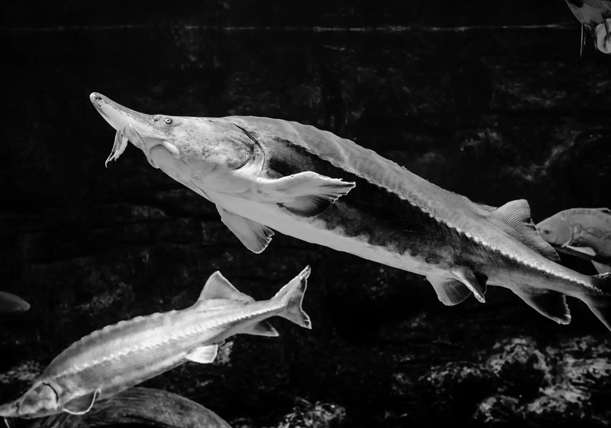 Maison Rocheval sturgeon sourcing landscape